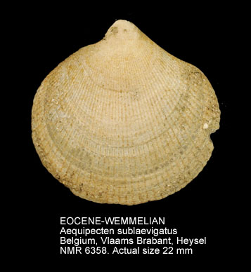 EOCENE-WEMMELIAN Aequipecten sublaevigatus.jpg - EOCENE-WEMMELIAN Aequipecten sublaevigatus (Nyst,1843)